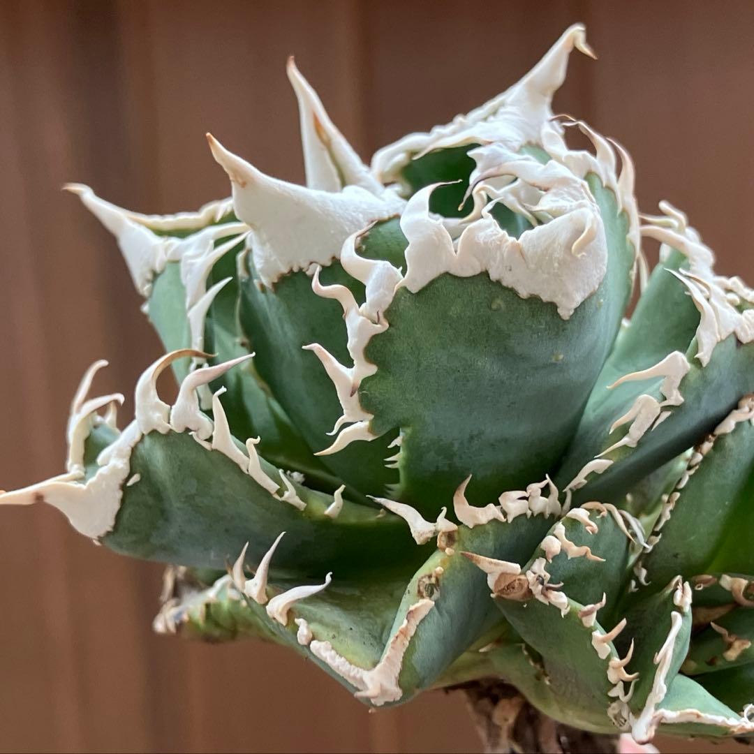 超選抜【オークション】④ 極太棘　子株3株付き　アガべ　白豪刺　TC 群生株