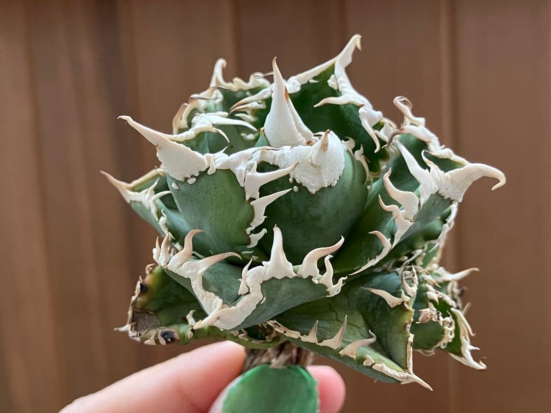 超選抜【オークション】④ 極太棘　子株3株付き　アガべ　白豪刺　TC 群生株