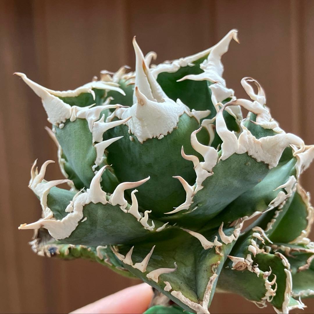 超選抜【オークション】④ 極太棘　子株3株付き　アガべ　白豪刺　TC 群生株