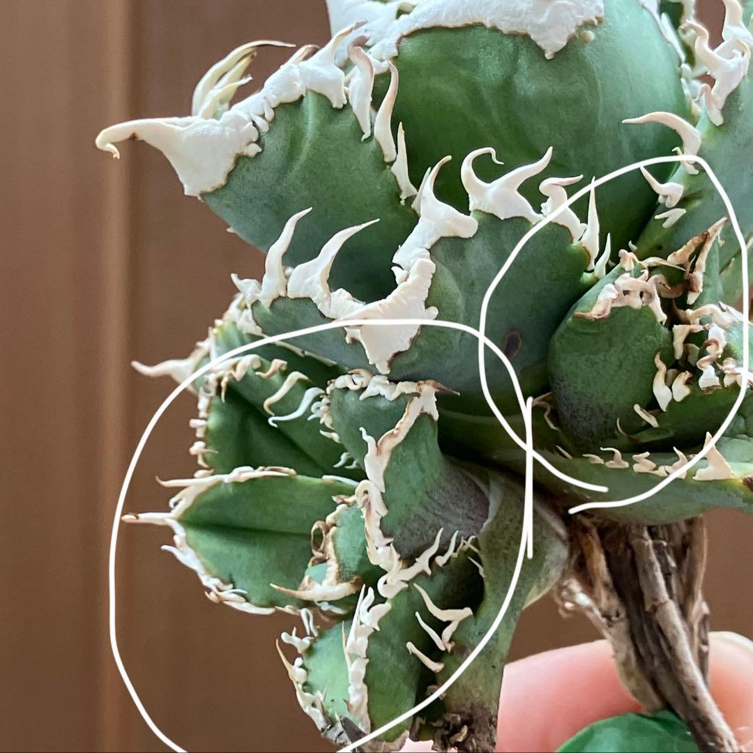 超選抜【オークション】④ 極太棘　子株3株付き　アガべ　白豪刺　TC 群生株