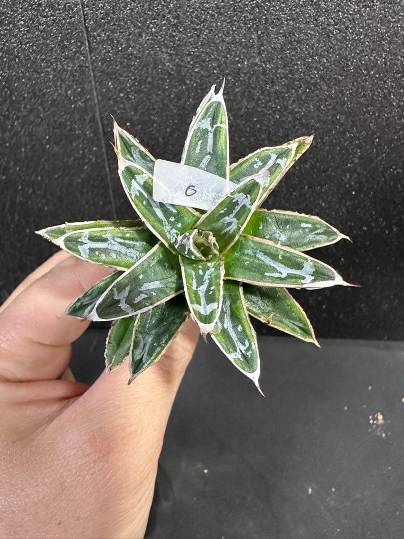 【姫笹の雪　ライムグリーン覆輪　中苗】子株付き