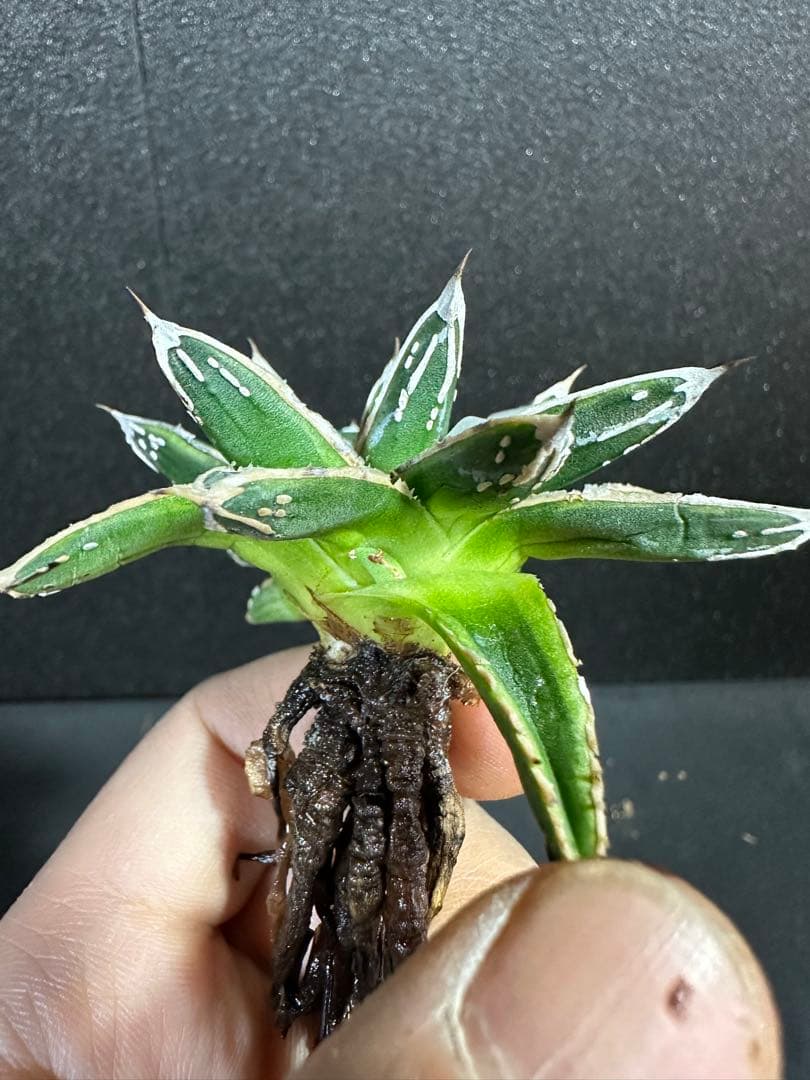 【姫笹の雪　ライムグリーン覆輪　中苗】子株付き