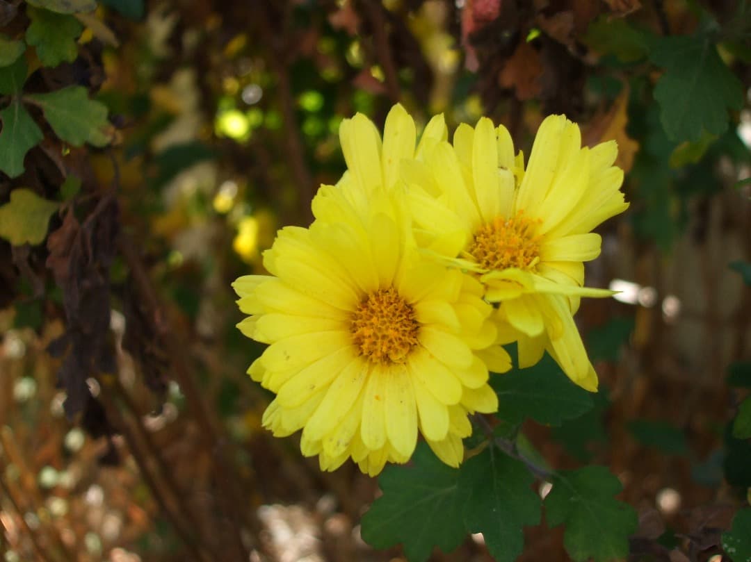 実写美⭕️外観綺麗【動作確認済み】FUJIFILM FinePix A900