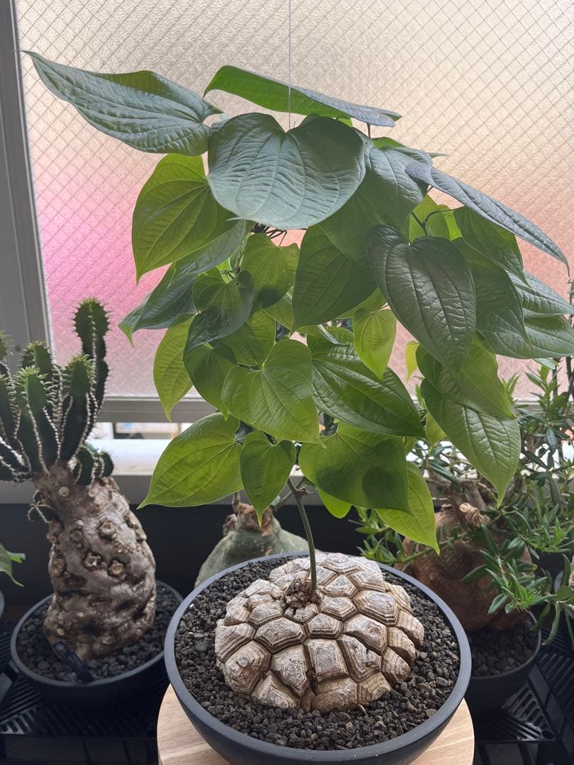 最終値下げ メキシコ亀甲竜　現地球　美株