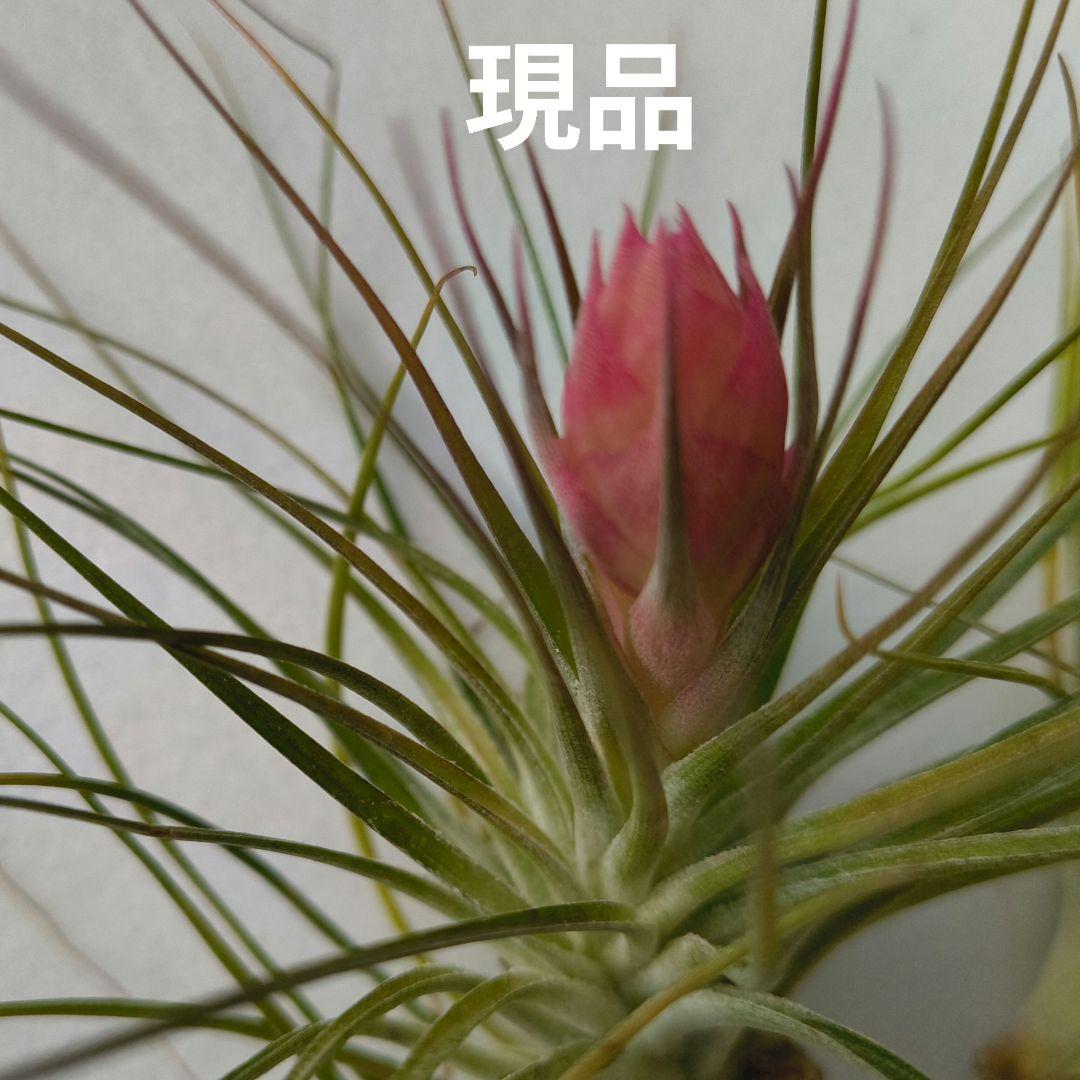 ✅️ティランジア・ストリクタ（エアブランツ　ティランジア属）花苞付き現品