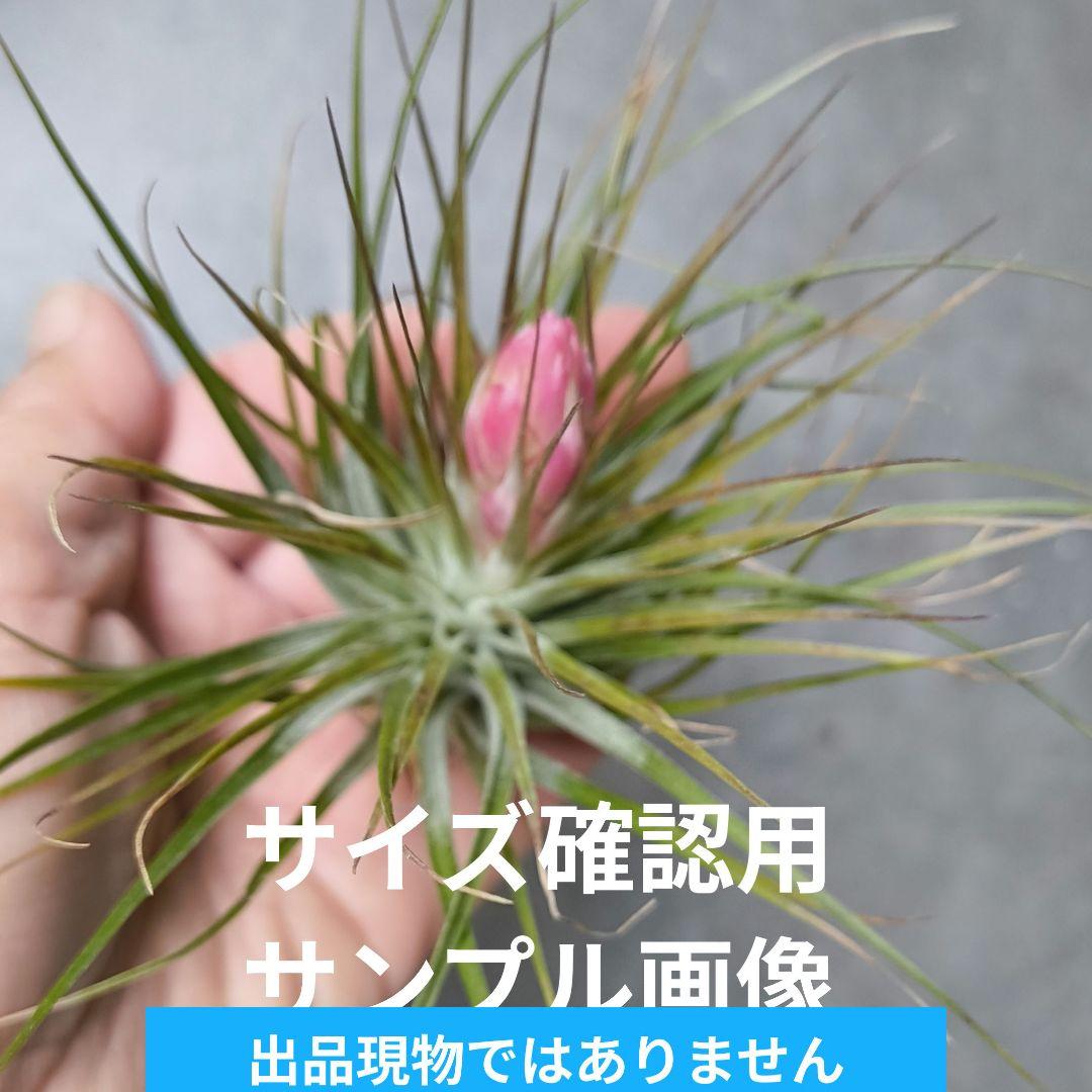 ✅️ティランジア・ストリクタ（エアブランツ　ティランジア属）花苞付き現品