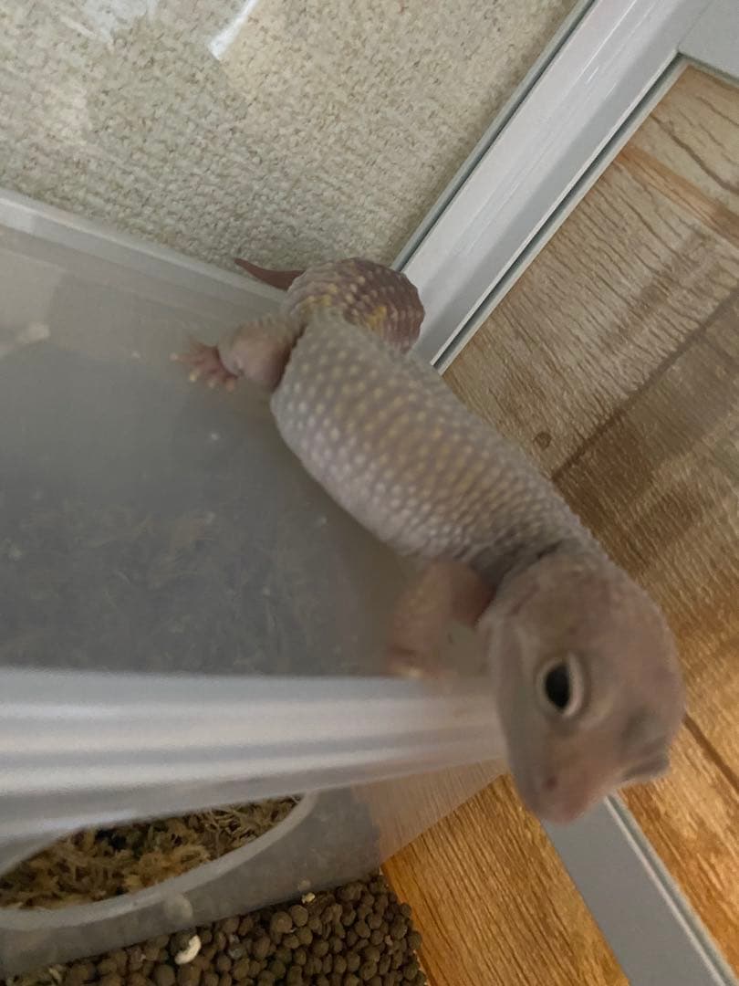 SANKO Pantheon White レオパードゲッコウ　暖突付き水槽