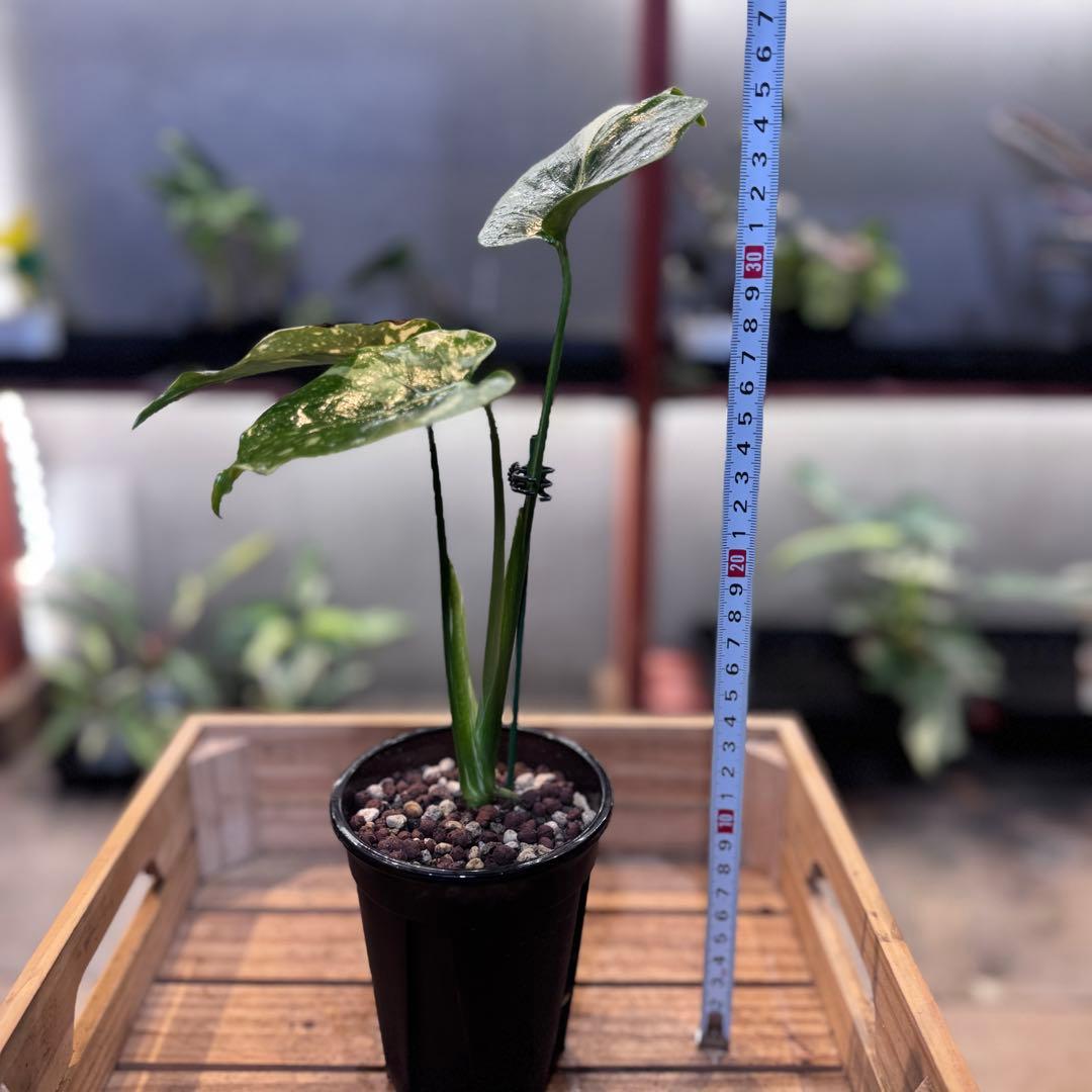 T*様 39 モンステラ　タイコンステレーション　トリカラー出現　突然変異　1株