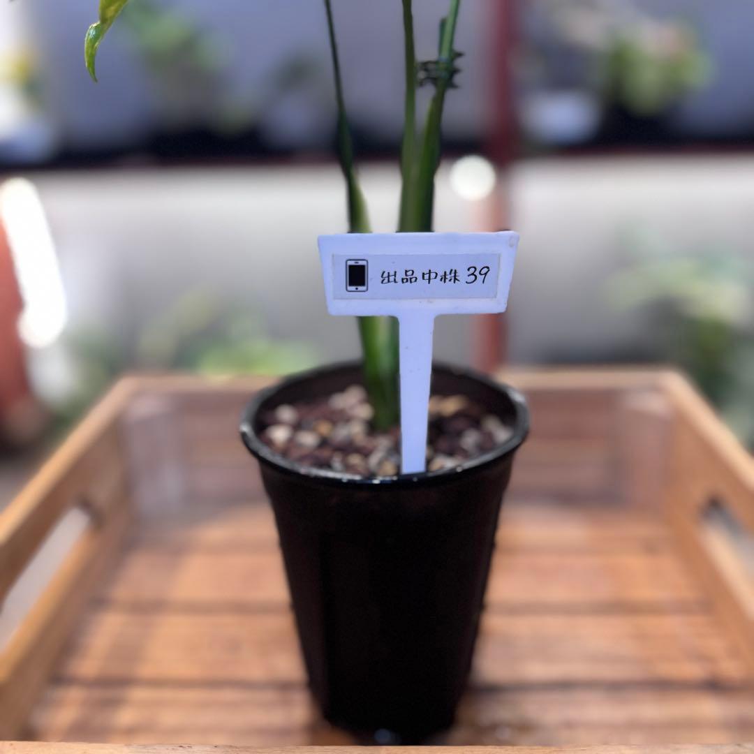 T*様 39 モンステラ　タイコンステレーション　トリカラー出現　突然変異　1株