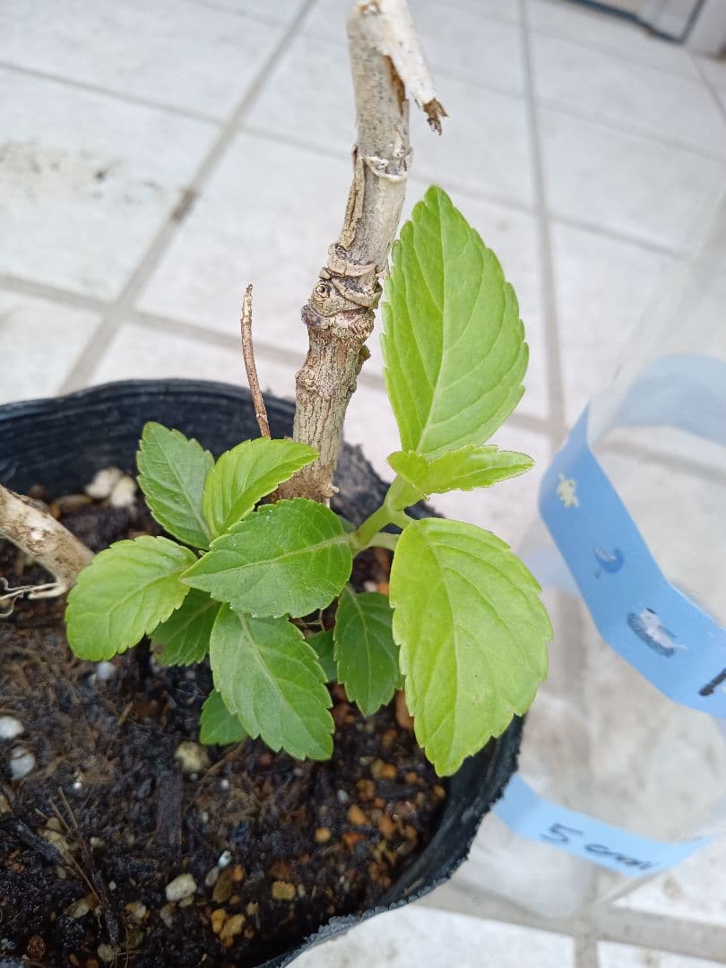 確認用  花苗