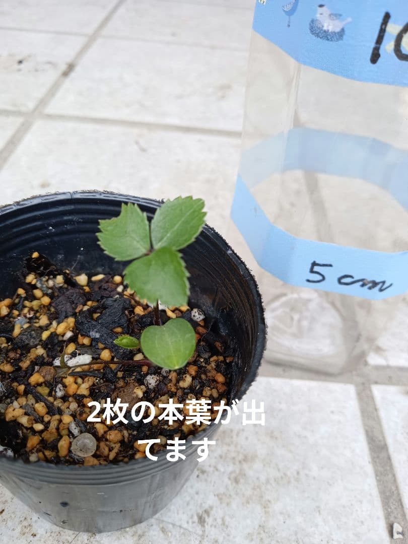 確認用  花苗