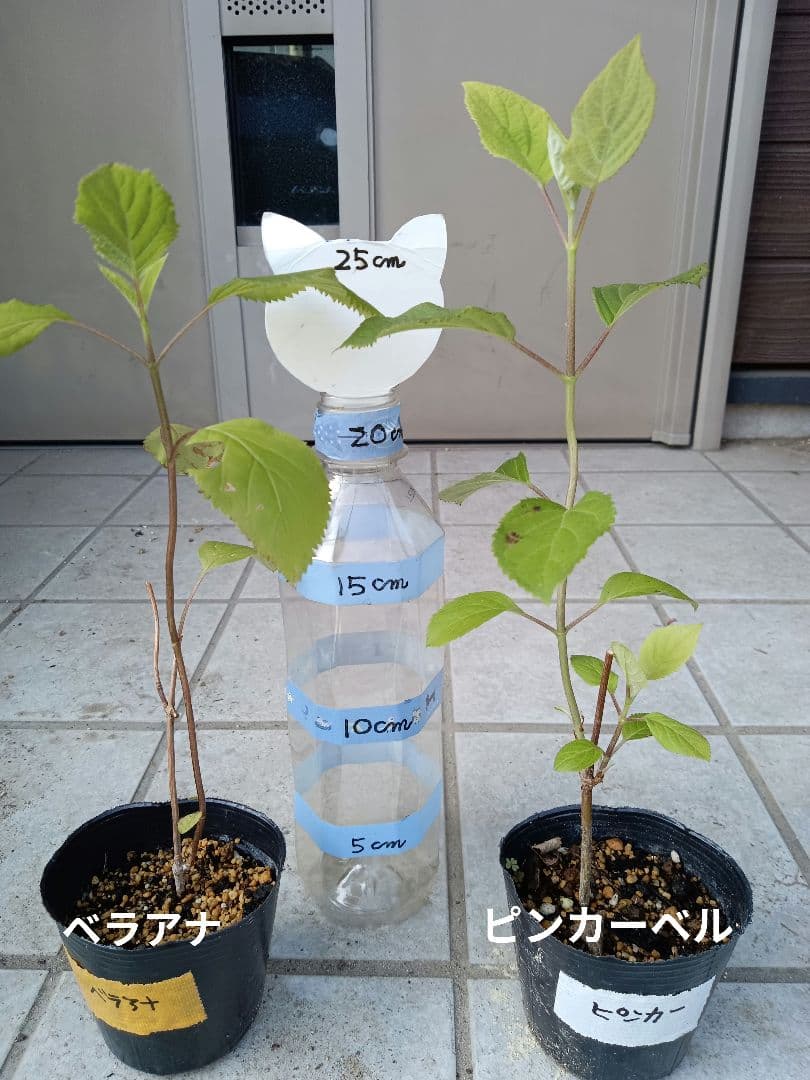 確認用  花苗