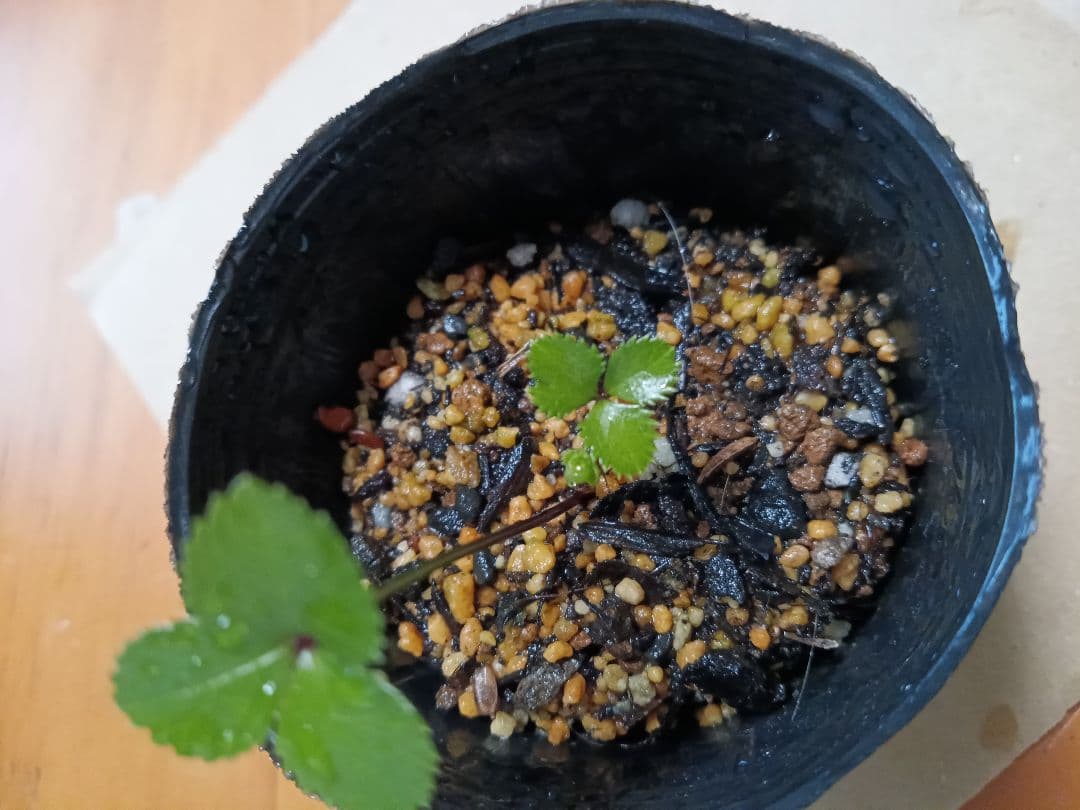 確認用  花苗
