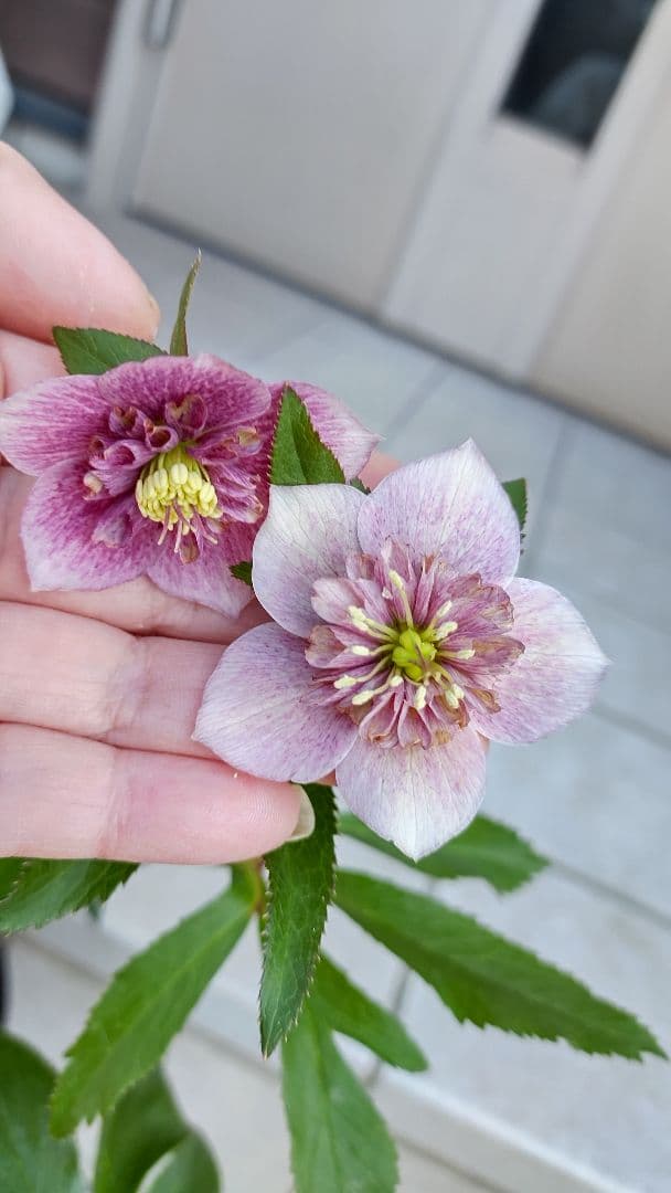 確認用  花苗