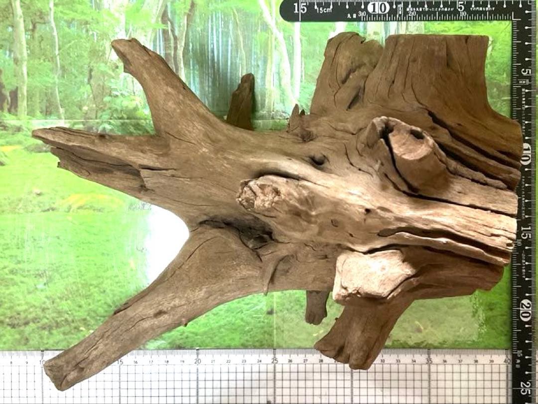 龍スケールです。イケメン朽ち木状ホーンウッド、他2点