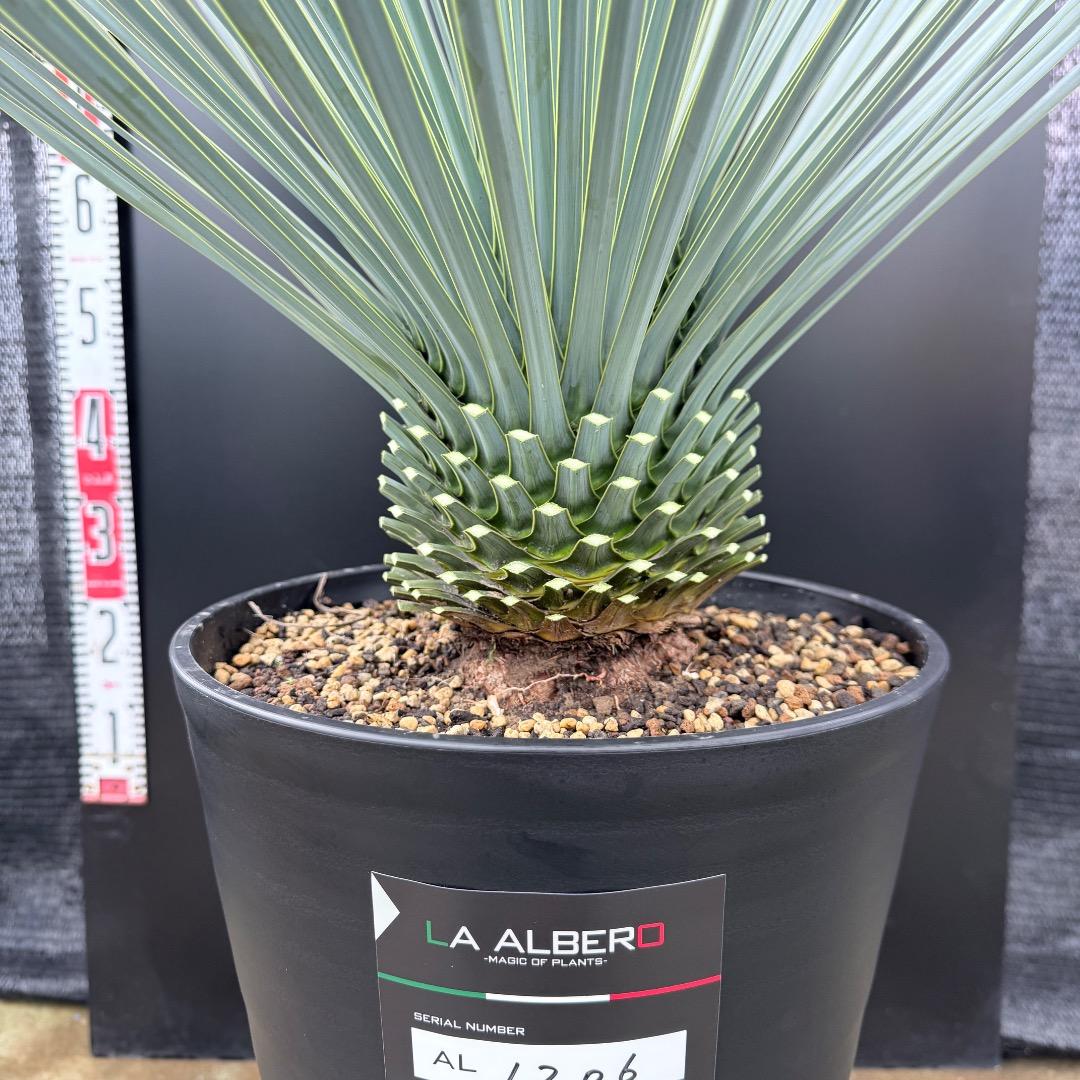 【AL1206】ユッカ　ロストラータ　ランチョブルー（品種名）