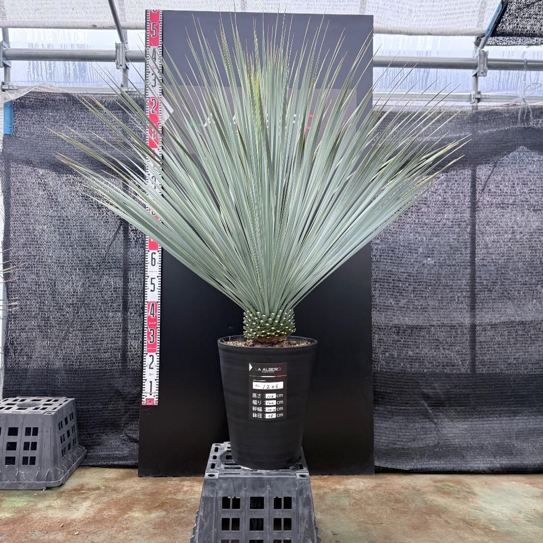 【AL1206】ユッカ　ロストラータ　ランチョブルー（品種名）