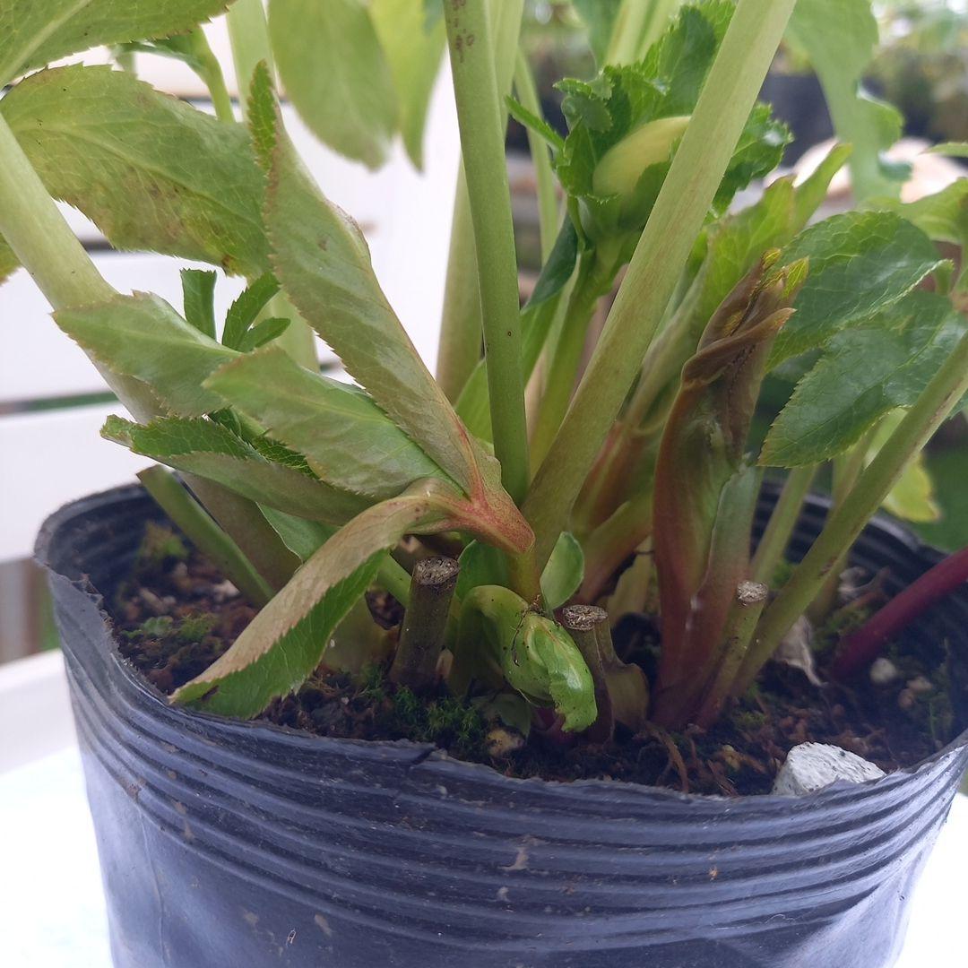 つぼみいっぱい！オリジナルグリーンリップ、2種植え♪クリスマスローズ大苗