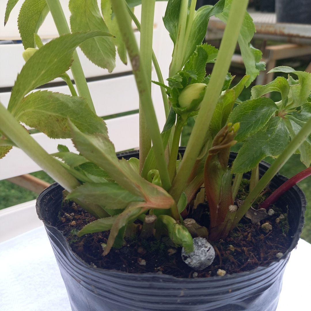 つぼみいっぱい！オリジナルグリーンリップ、2種植え♪クリスマスローズ大苗