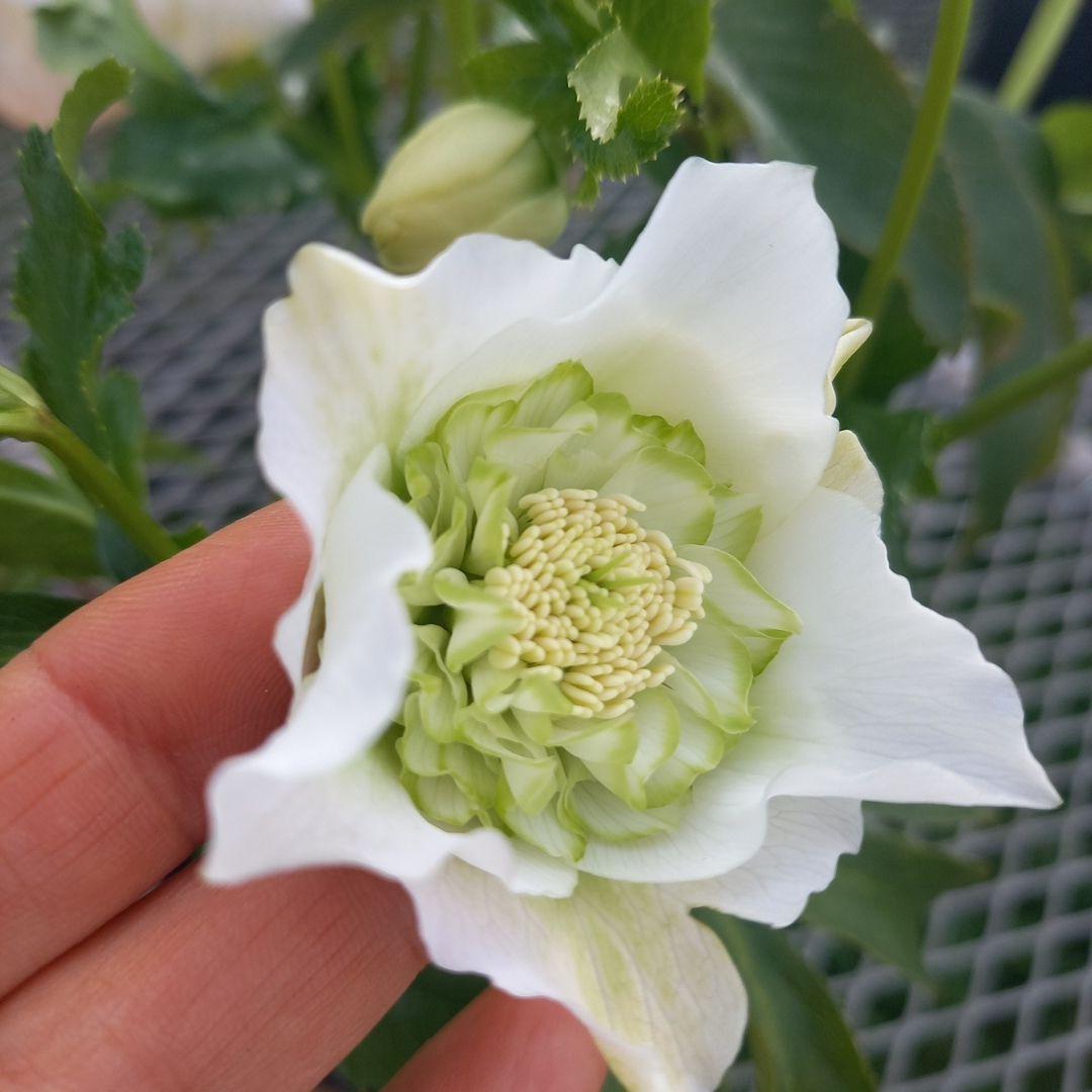 つぼみいっぱい！オリジナルグリーンリップ、2種植え♪クリスマスローズ大苗