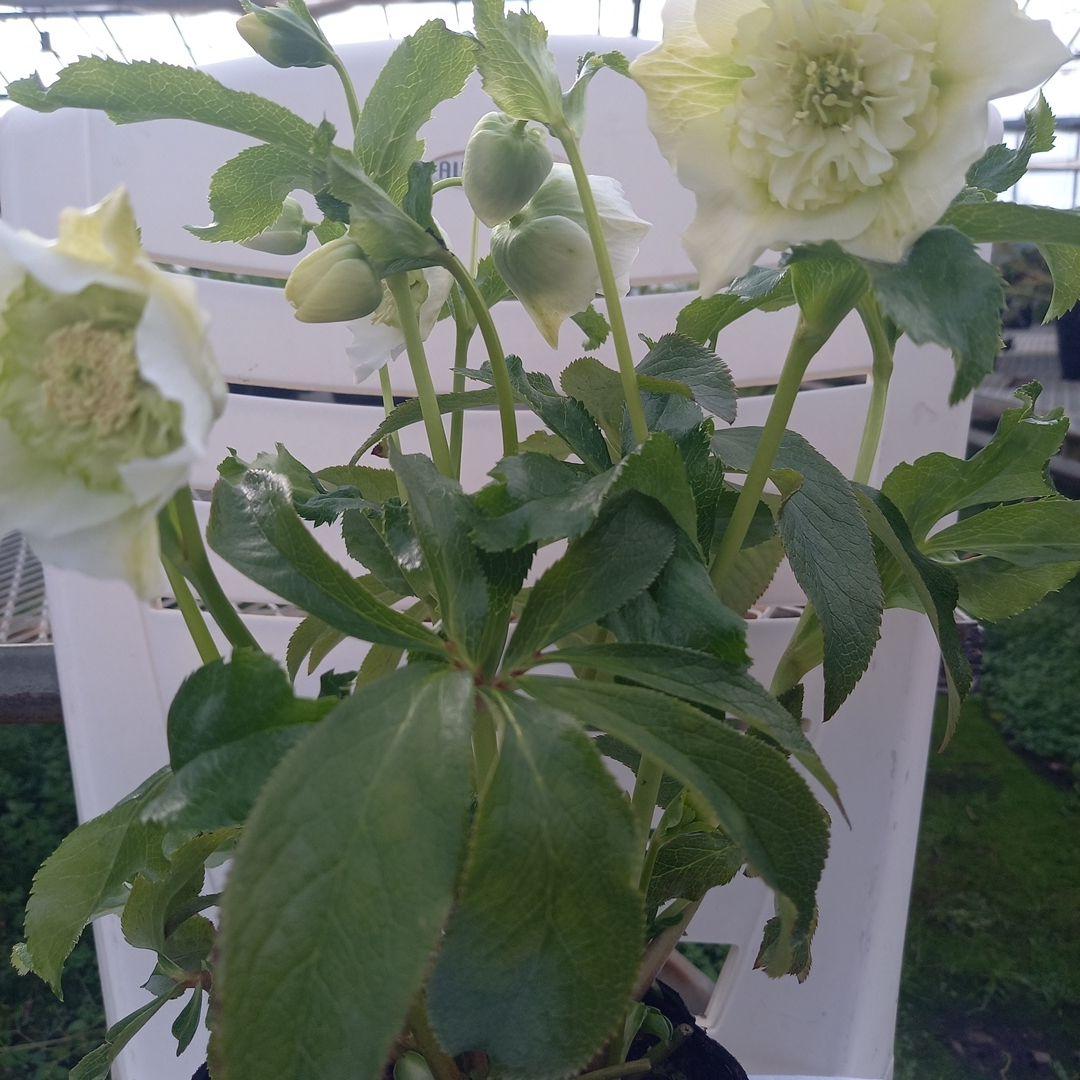 つぼみいっぱい！オリジナルグリーンリップ、2種植え♪クリスマスローズ大苗