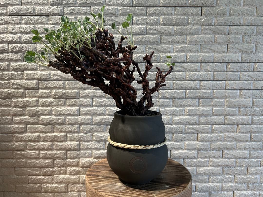 ペラルゴニウム　ミラビレ　鉢　qutoten 発根済み