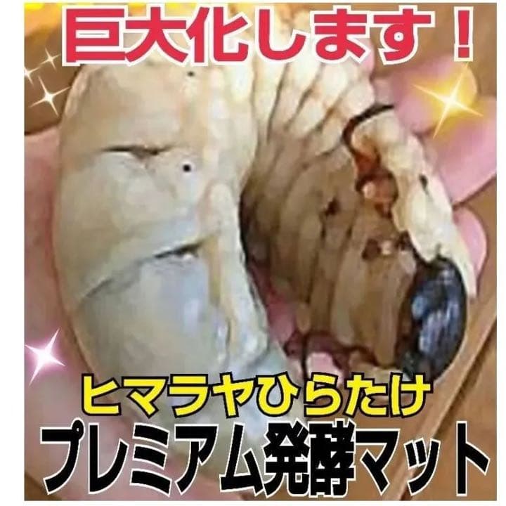 【4セット】10リットルケース入☆プレミアム発酵カブトムシマット☆幼虫入れるだけ