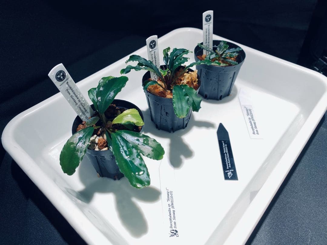 【HW便】ブセファランドラセット①