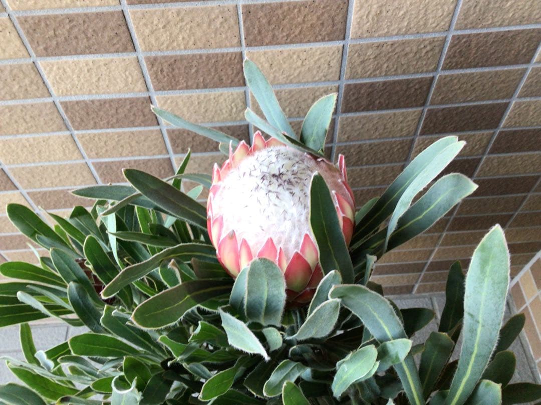 現品1点物の幹極太でつぼみたくさんのプロテア・ポッサムマジック