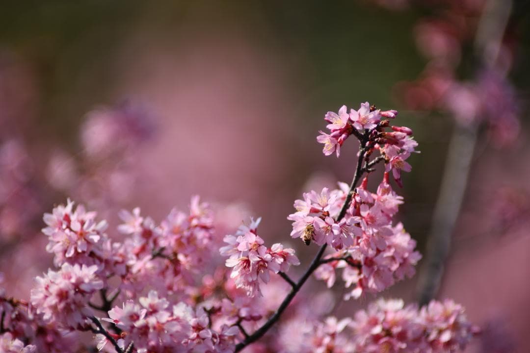 キヤノン CANON EF400mm F2.8L　エクステンダーⅡ　×2.0付き