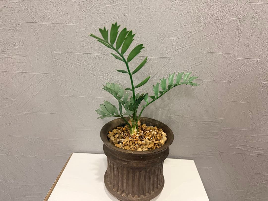 エンセファラルトス　ホリダス・作家鉢　保田修作氏
