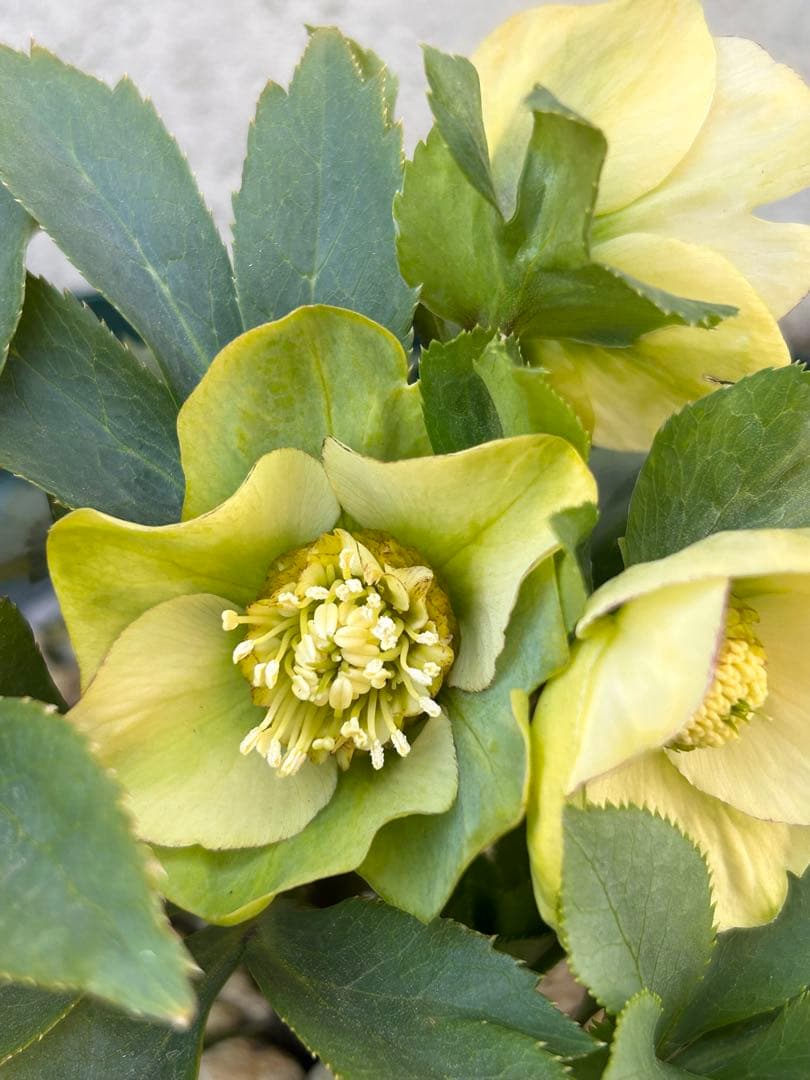 千重系交配　認定モーリー　クリスマスローズ