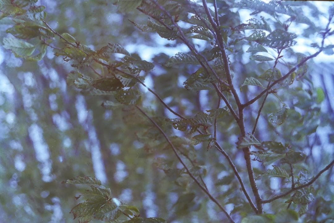 格安出品！Leica Ⅲc シャークスキン オールドカメラ バルナックライカ