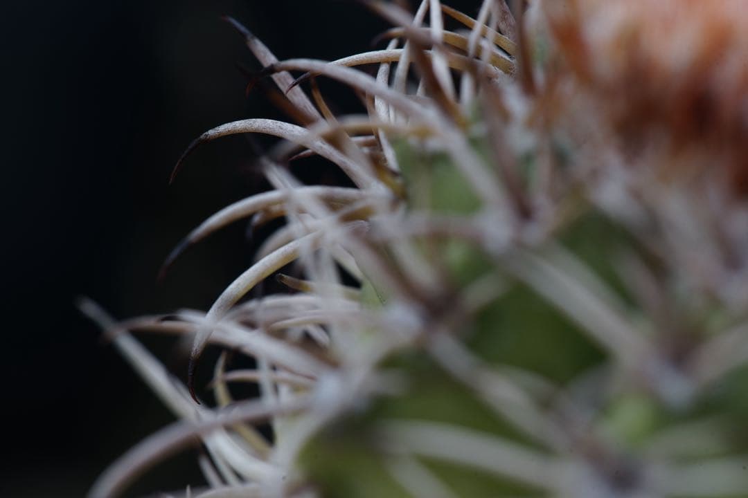 作例付き　Nikon Medical NIKKOR 120mm F4 管mpr