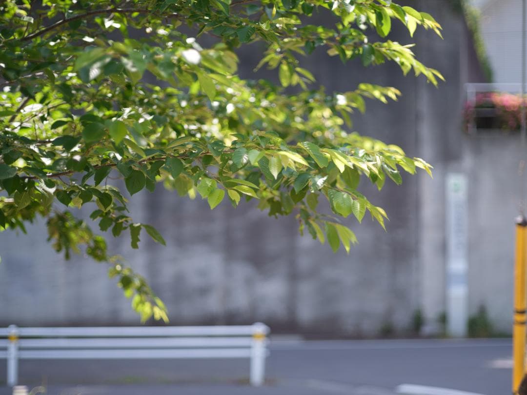 MAMIYA SEKOR C 80mm f1.9 中判