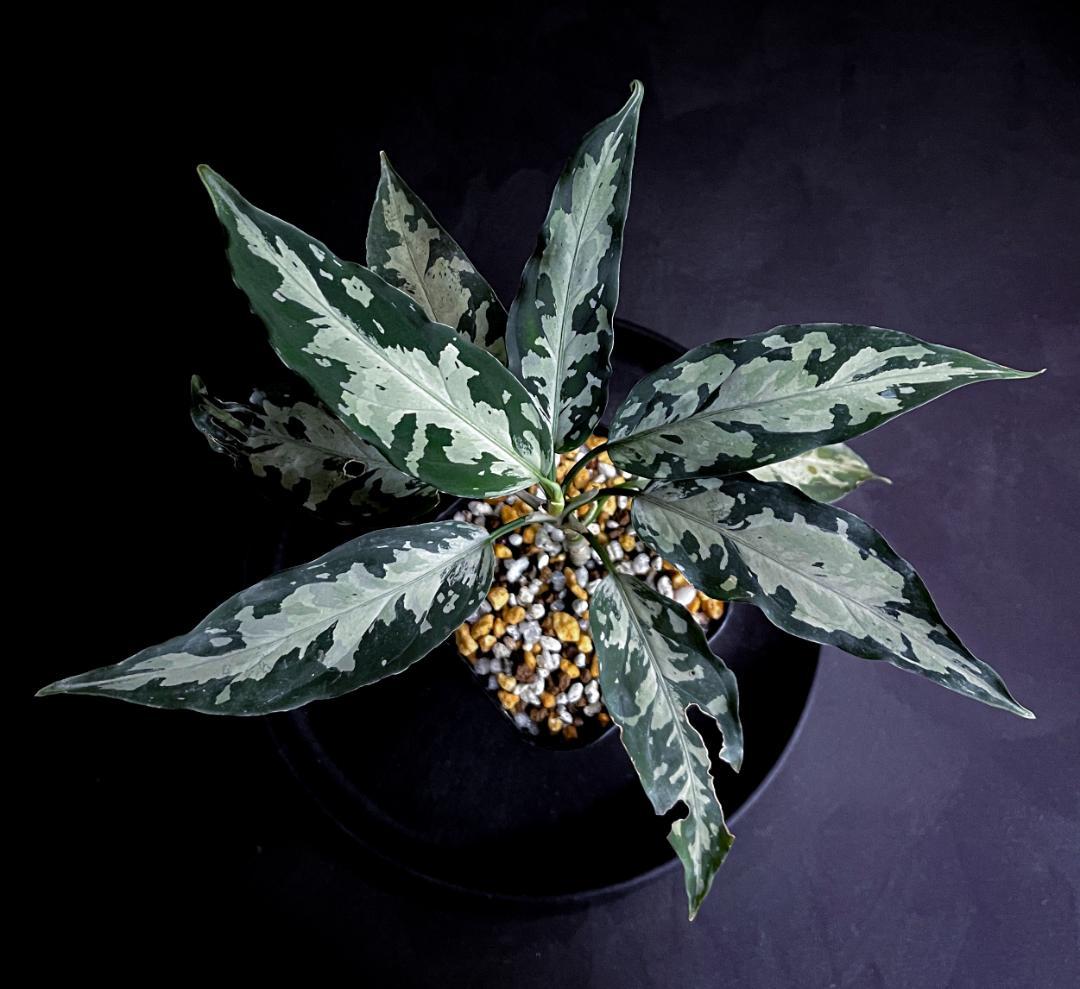 ◆RGL◆子株 アチェ産 ワイルド 現地便 アグラオネマ ピクタム アルゲンタム