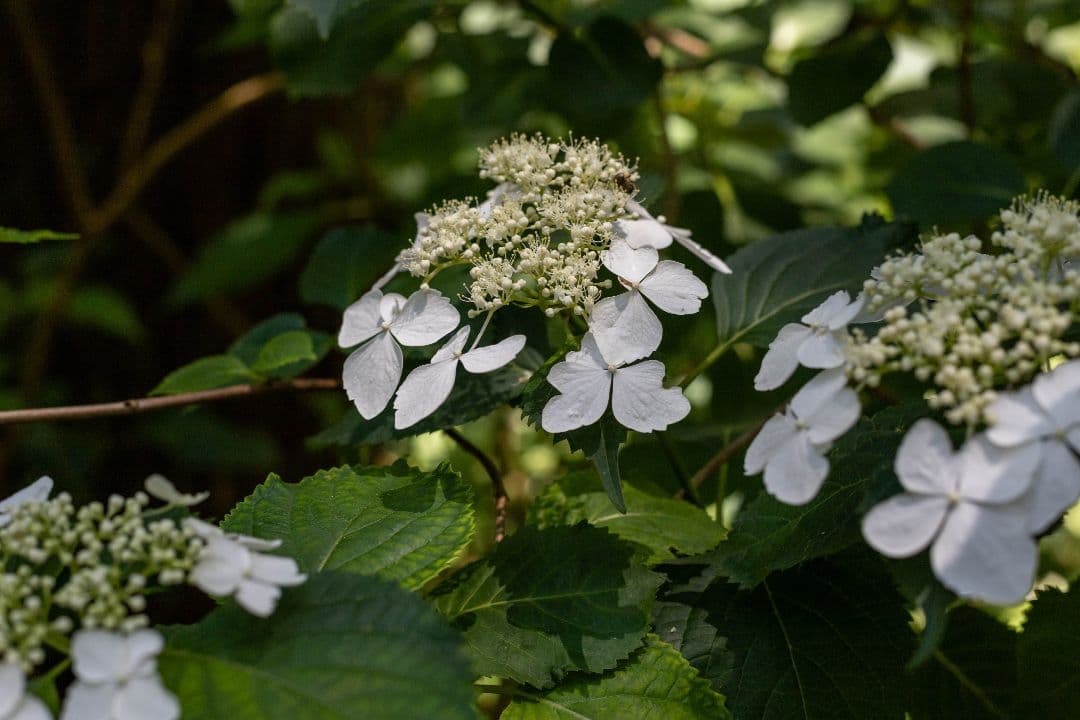 Canon EOS M10ダブルズームキット+単焦点レンズ２本付き