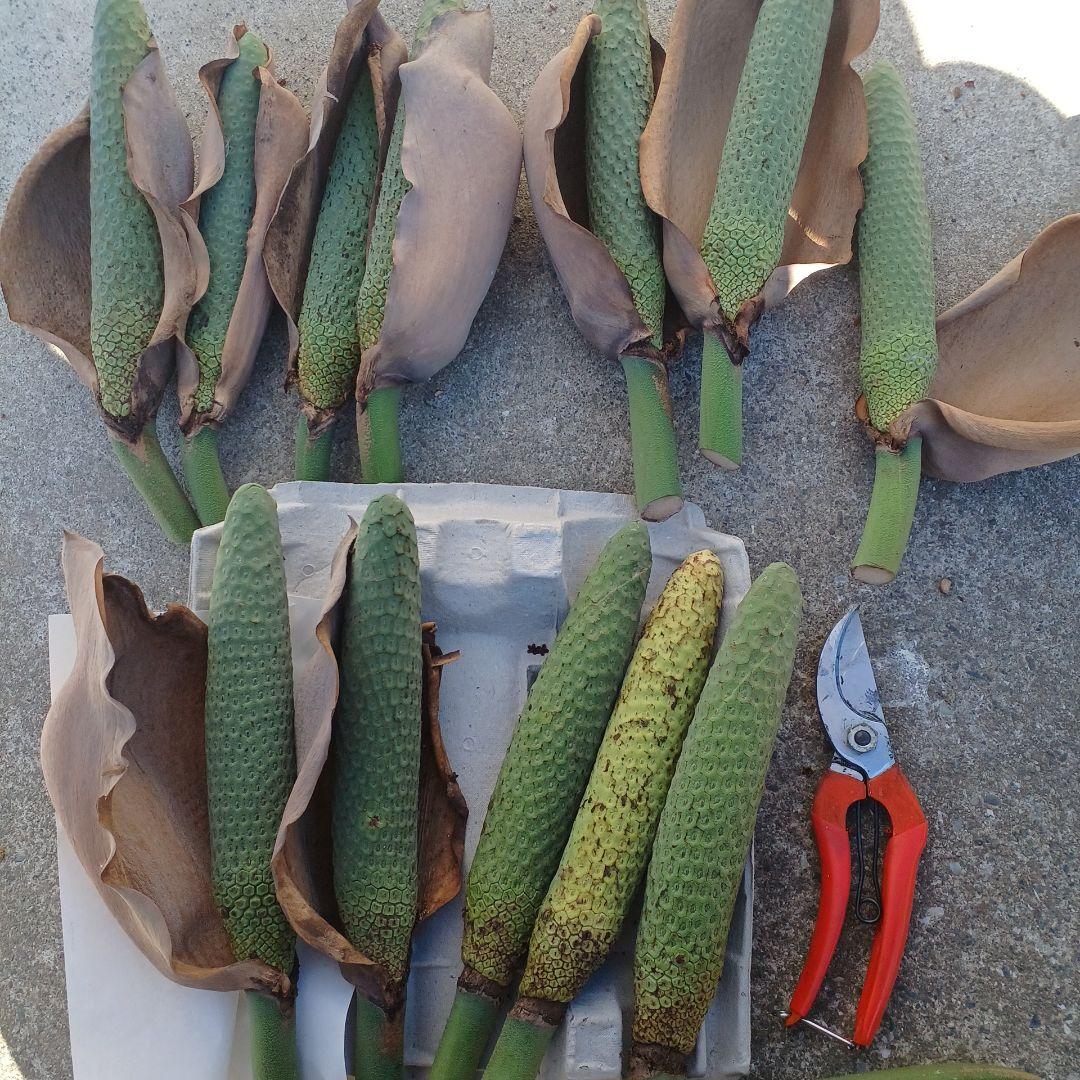 モンステラ(デリシオーサの実) 12個