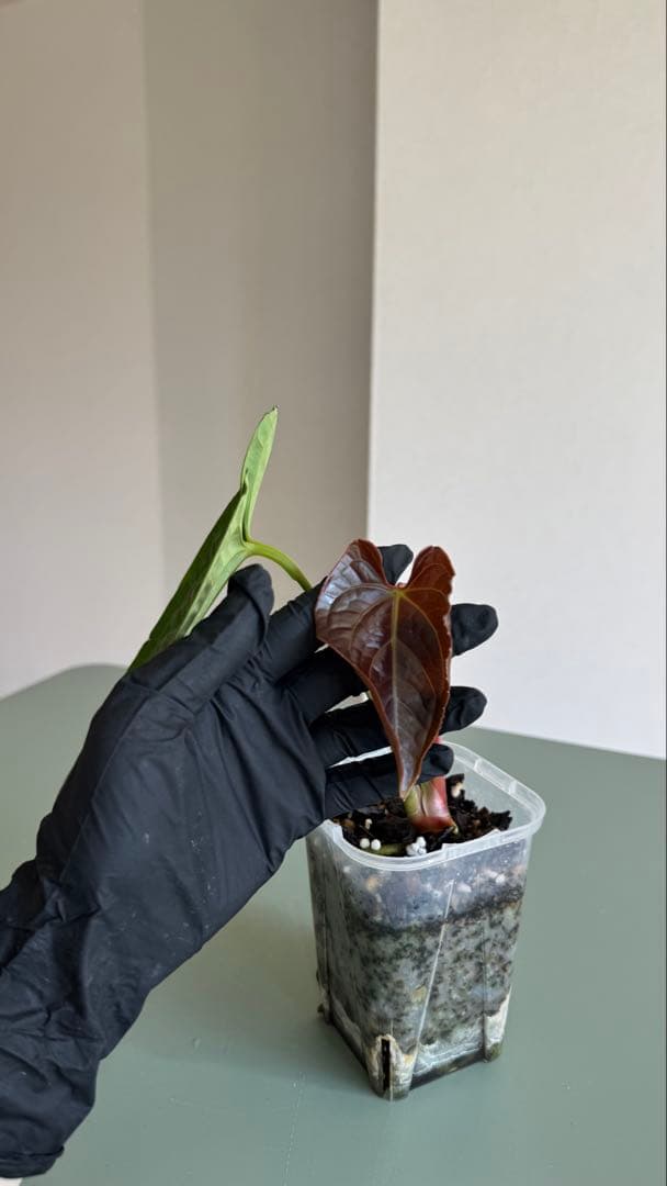 真っ赤な新葉展開中です Anthurium Regale x Luxurians
