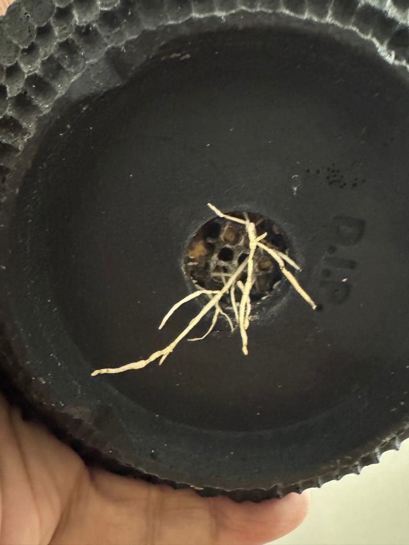 パキポディウム　グラキリス　現地球　コーデックス　塊根植物　D.I.P.