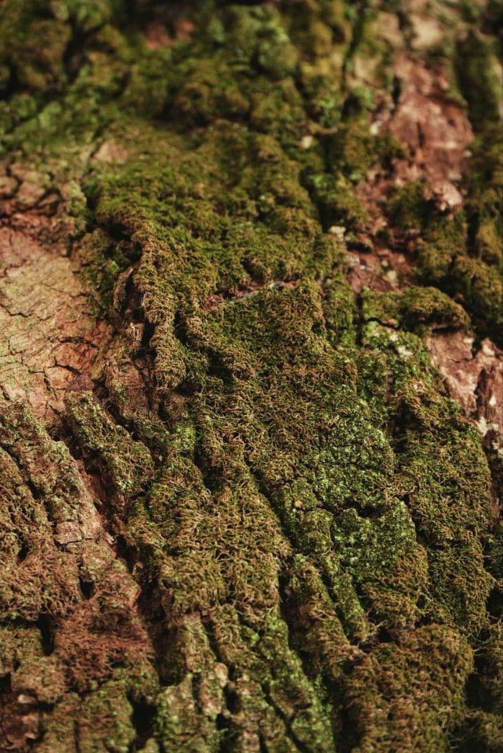 レンズ(ズーム) SONY EPZ 18-105mm F4 G OSS