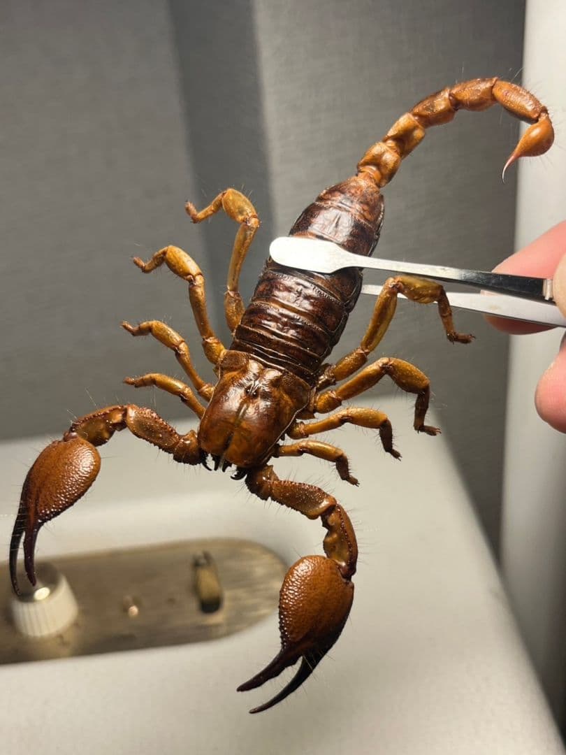 【極美標本】バロウィングスコーピオンの一種？Opistophthalmusサソリ