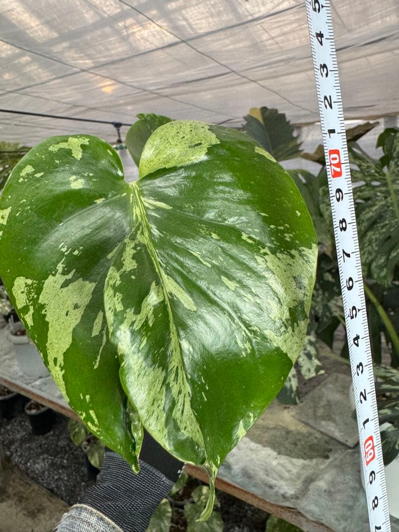 A9 モンステラ　デリシオーサ　ベトシオーサ　癖あり　異変っぽい葉っぱ