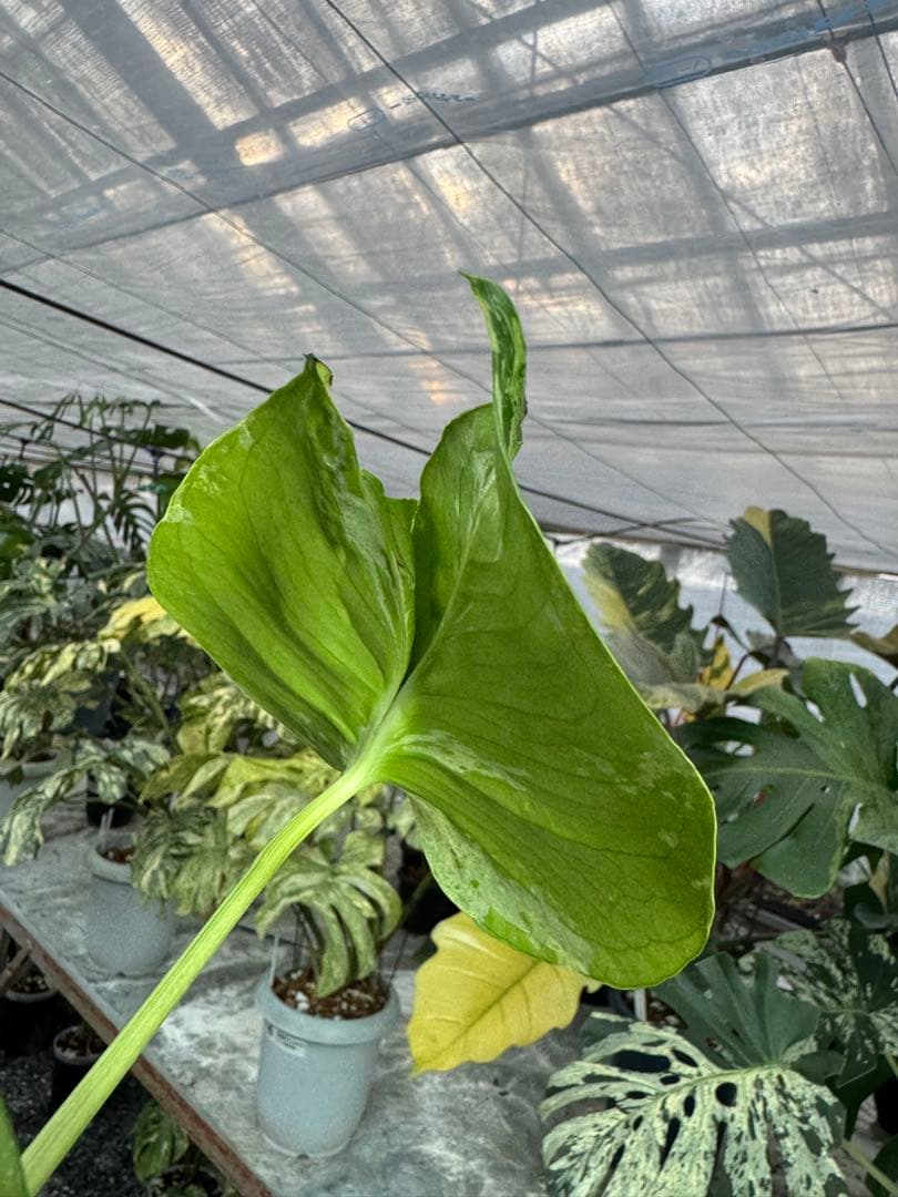 A9 モンステラ　デリシオーサ　ベトシオーサ　癖あり　異変っぽい葉っぱ