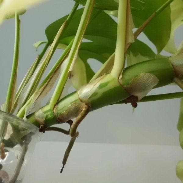 ラフィドフォラ テトラスペルマ パラゴン　トップカット　斑入り 発根済み