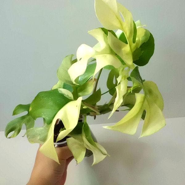 ラフィドフォラ テトラスペルマ パラゴン　トップカット　斑入り 発根済み