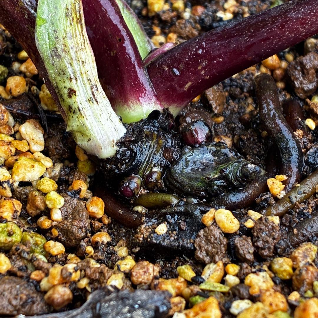 3578☘️蕾花タグ付き☘️6号ロング☘️2年間管理☘️Ashwood⭐️親株⭐️SD⭐️黒⭐️