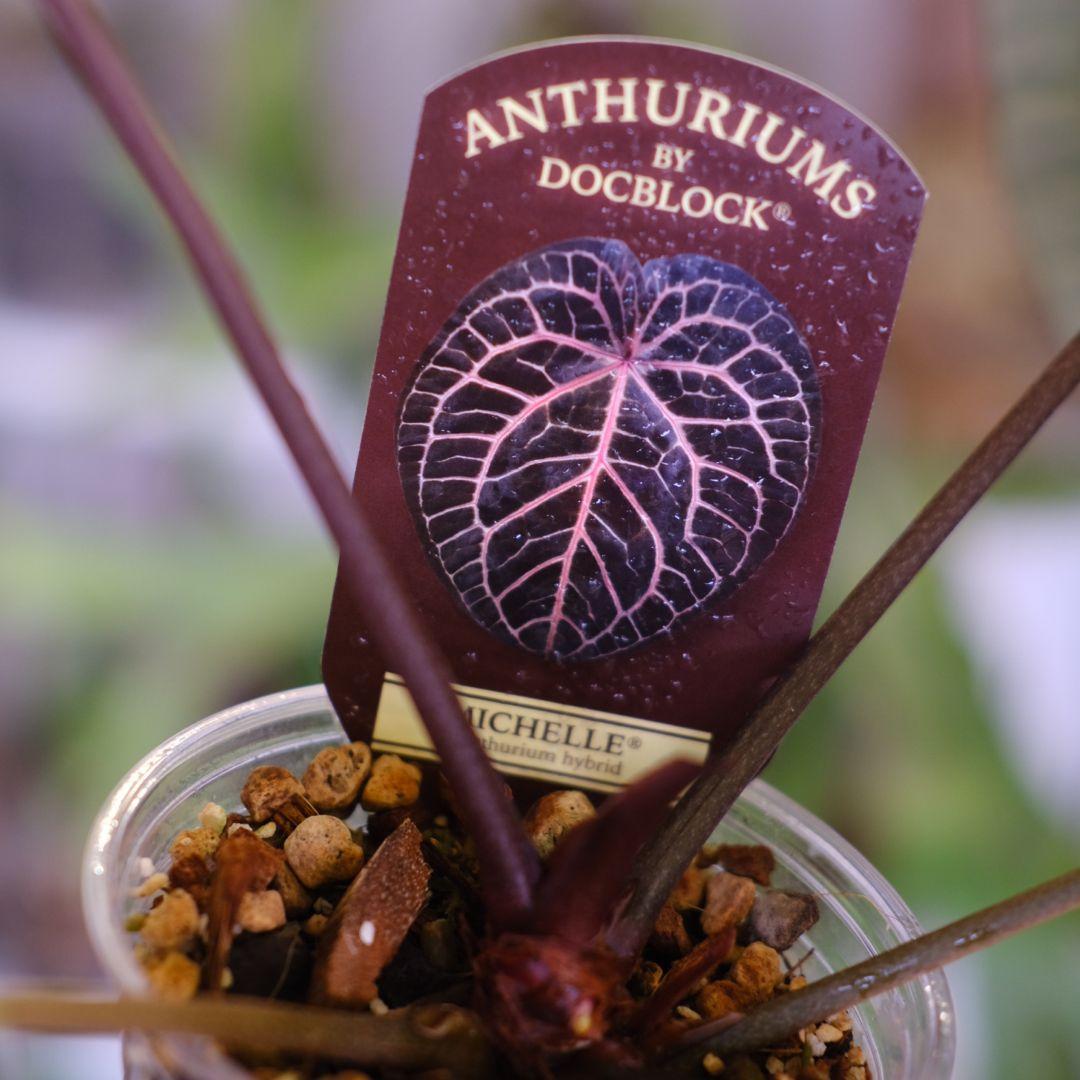 【正規タグ】Anthurium 'Michelle'│アンスリウム・ミシェル④