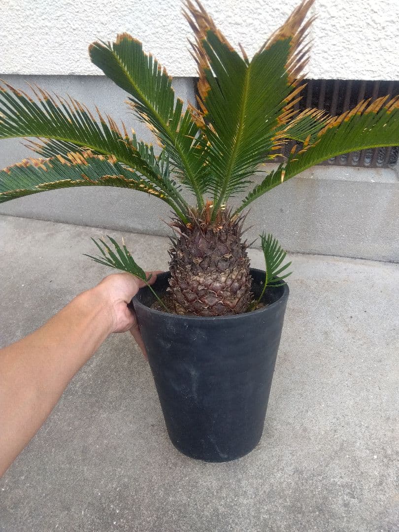 ひろこsan　金環ソテツ ７号鉢つき　特別個体❗子株2株つき❗　③