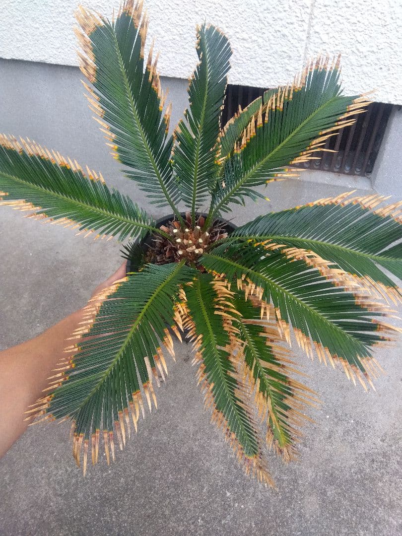 ひろこsan　金環ソテツ ７号鉢つき　特別個体❗子株2株つき❗　③